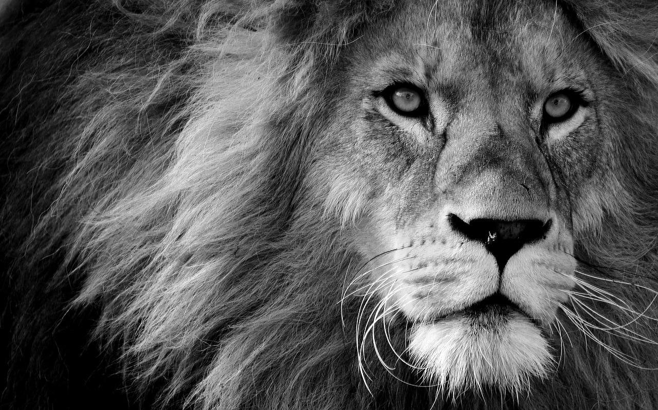 lion, animal, mane-3260558.jpg