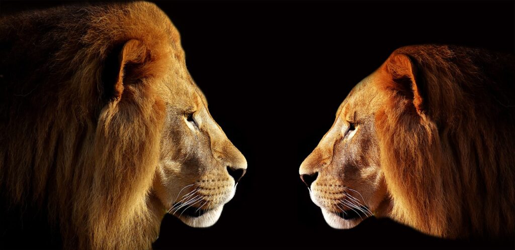 lion, two lion, male-3057316.jpg