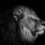 wallpaper, background, lion-4106667.jpg